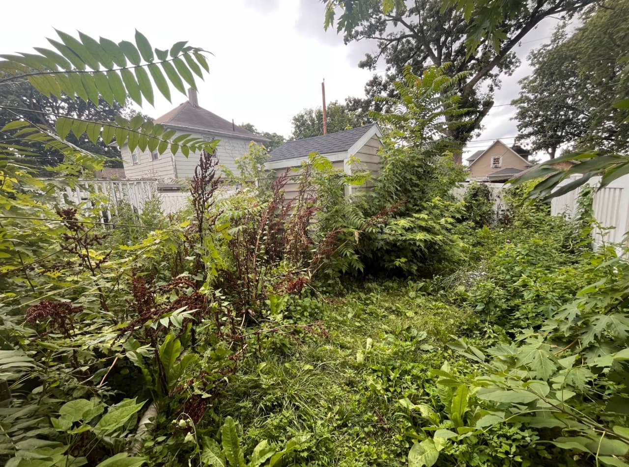 Before: an overgrown neglected yard